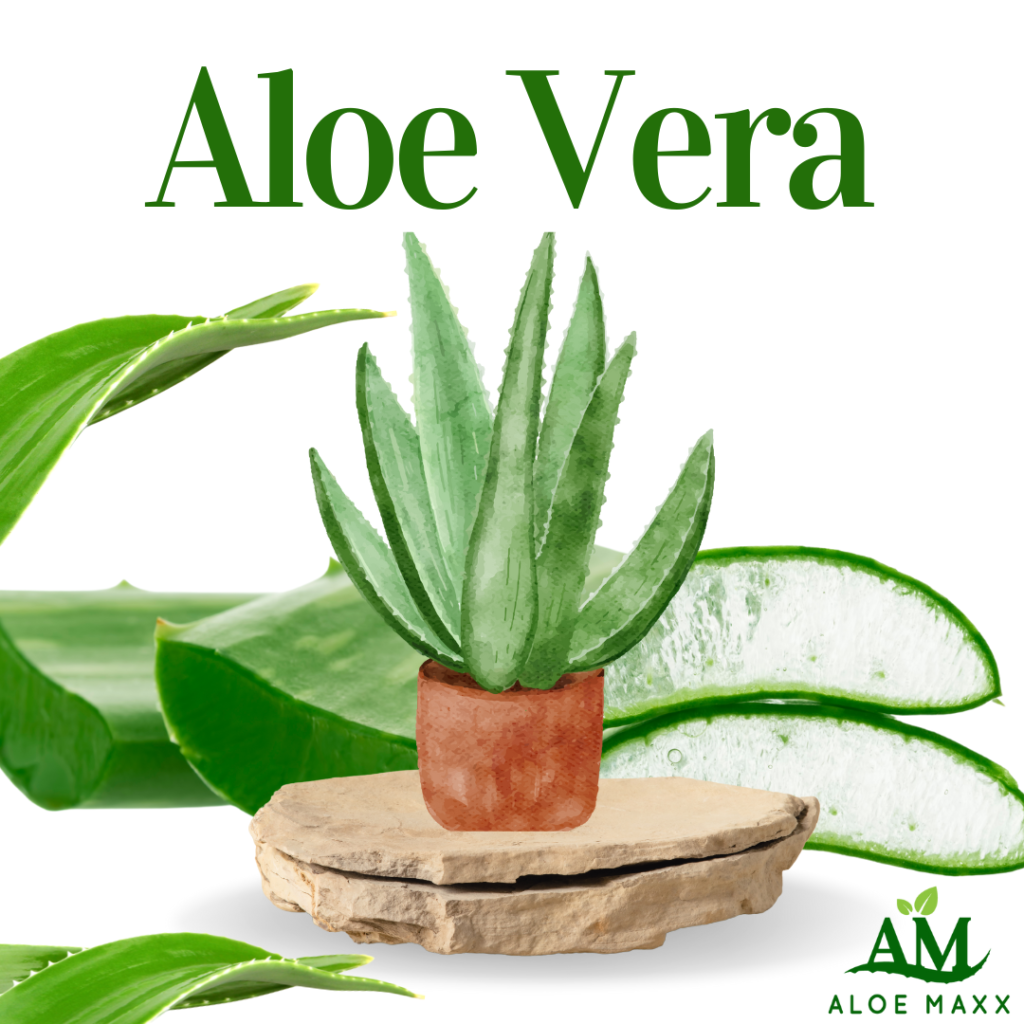 Aloe-Vera
